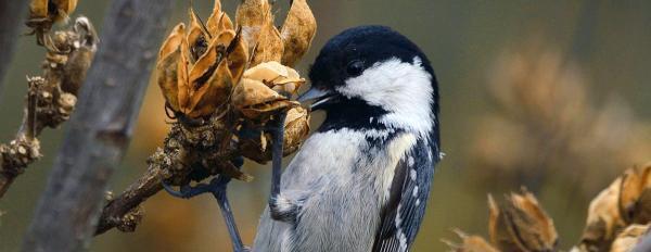 Seed Collecting and Germination 101